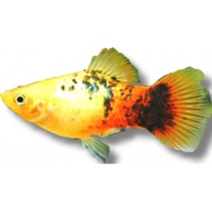 Xiphophorus maculatus red flame spotted