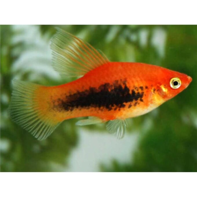 Xiphophorus maculatus red HF