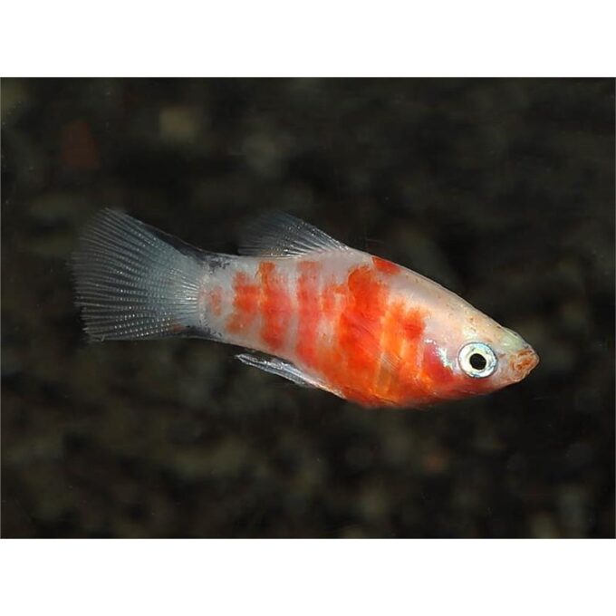 Xiphophorus maculatus red tiger
