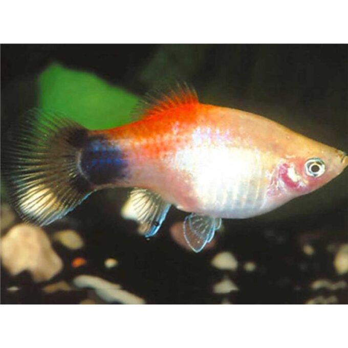 Xiphophorus maculatus red top mickey