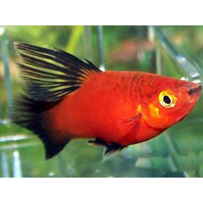 Xiphophorus maculatus red tuxedo hi-fin