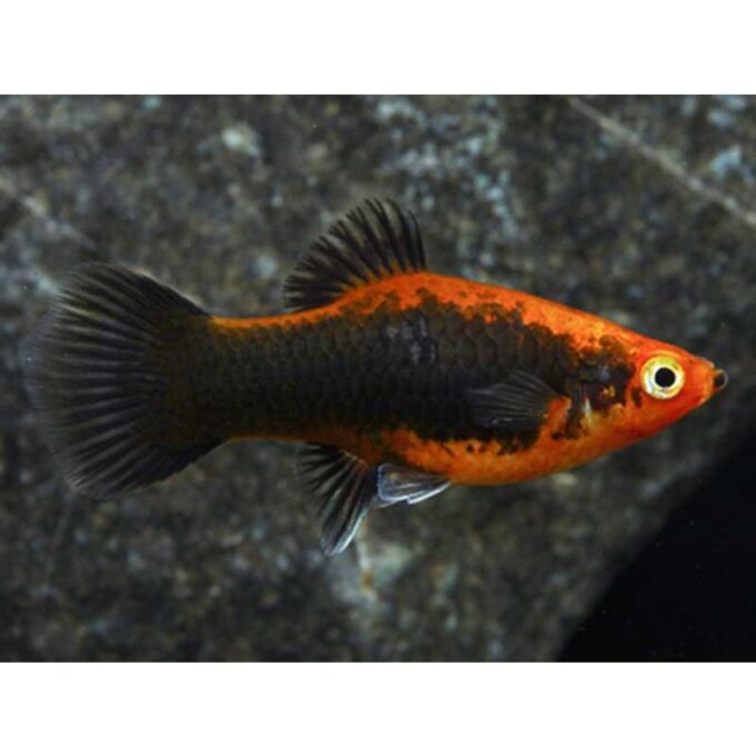 Xiphophorus maculatus red tuxedo