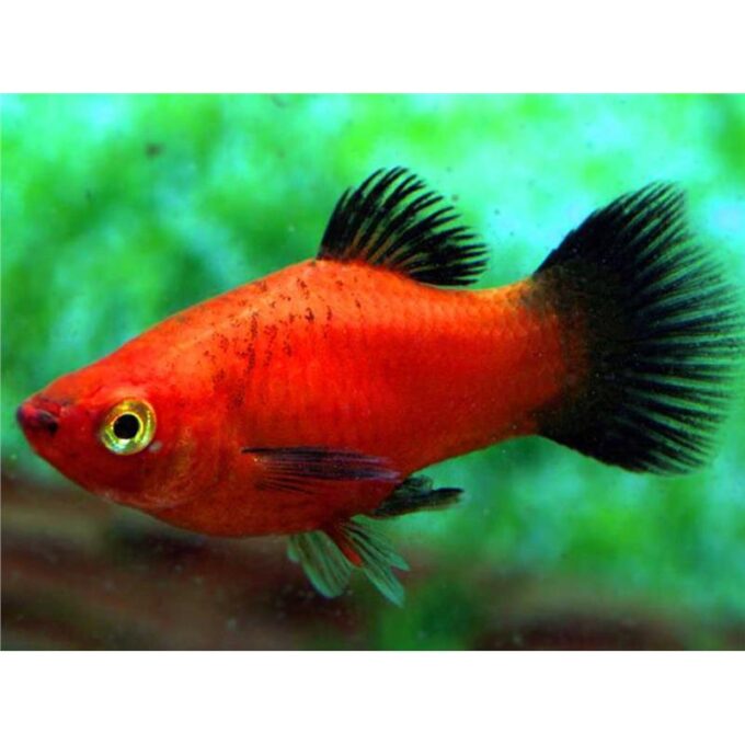Xiphophorus maculatus red wagteil