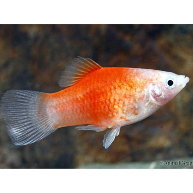 Xiphophorus maculatus red & white
