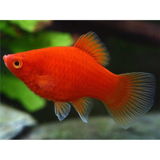 Xiphophorus maculatus red
