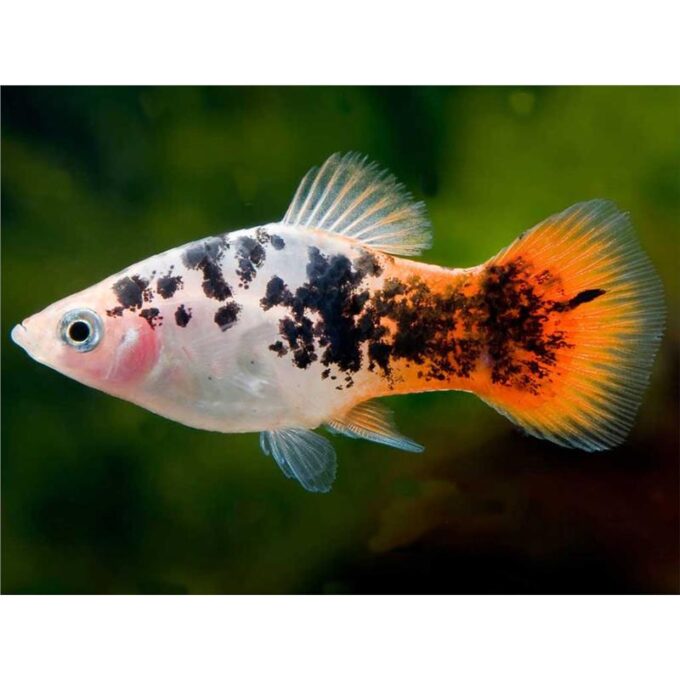 Xiphophorus maculatus salt & pepper