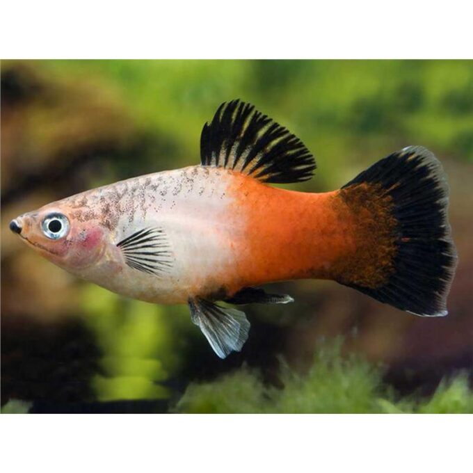 Xiphophorus maculatus showa tricolour