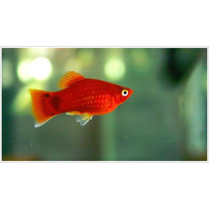 Xiphophorus maculatus simpson