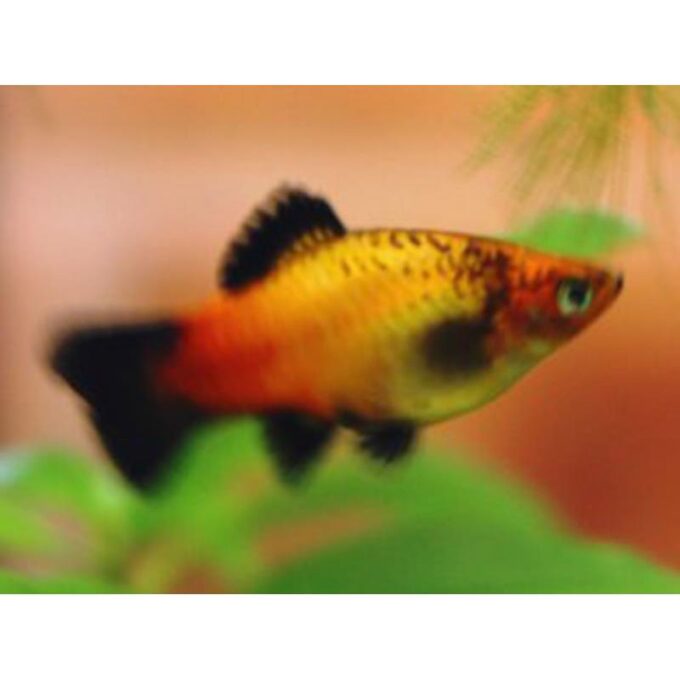 Xiphophorus maculatus sunset comet