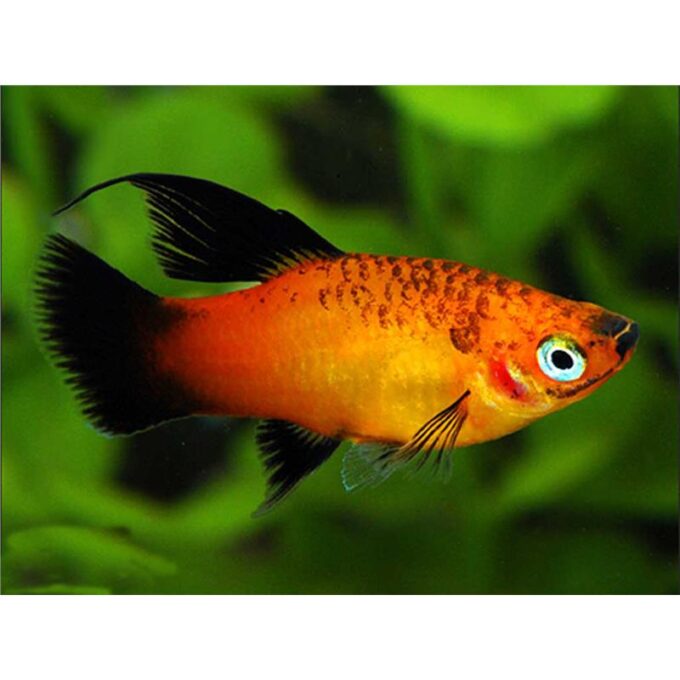 Xiphophorus maculatus sunset Hi Fin