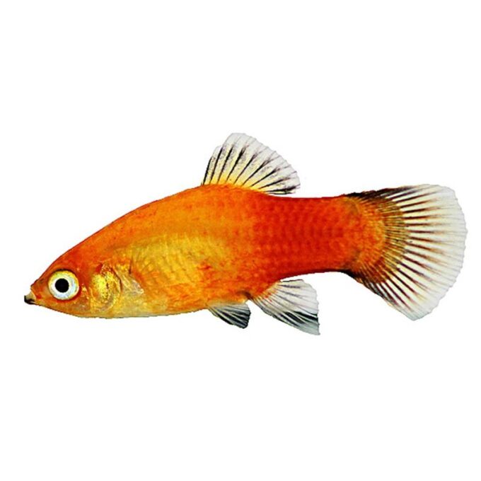 Xiphophorus maculatus sunset wg