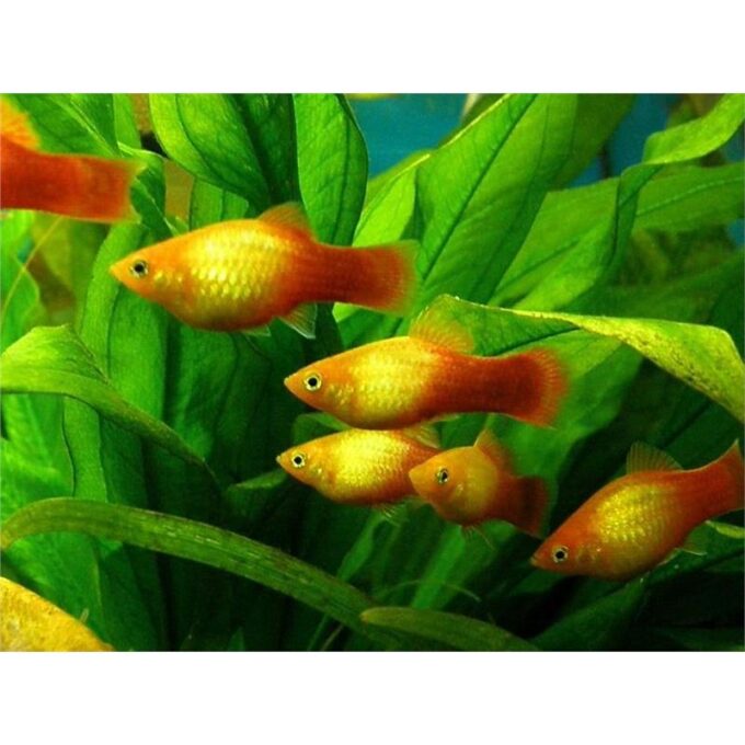 Xiphophorus maculatus sunset