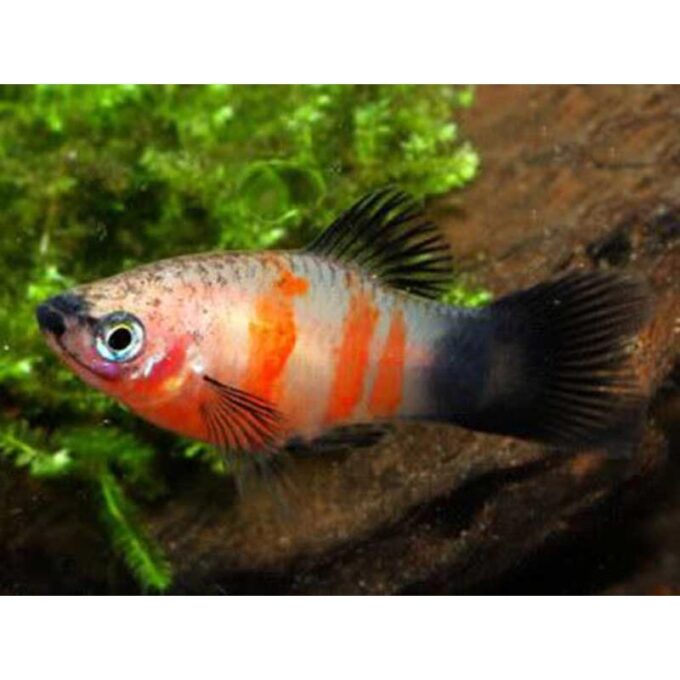 Xiphophorus maculatus tiger panda