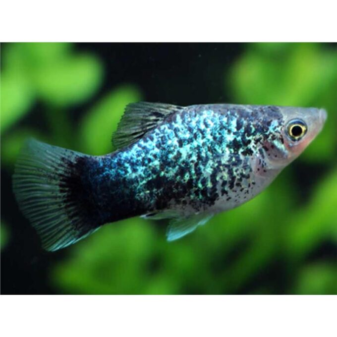 Xiphophorus maculatus tuxedo blue