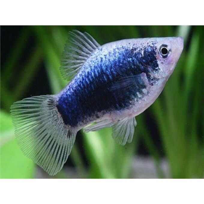 Xiphophorus maculatus tuxedo neon blue