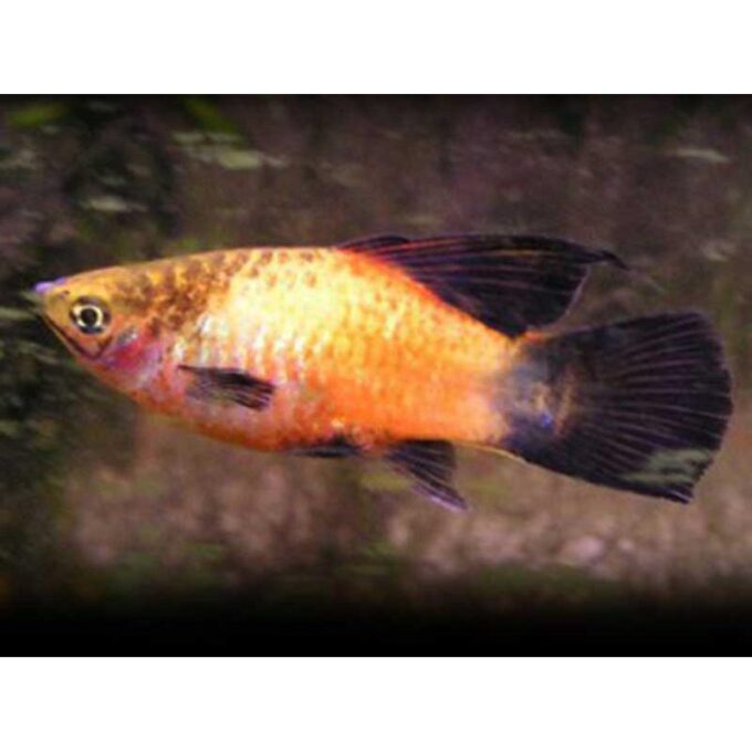 Xiphophorus maculatus wg simpson
