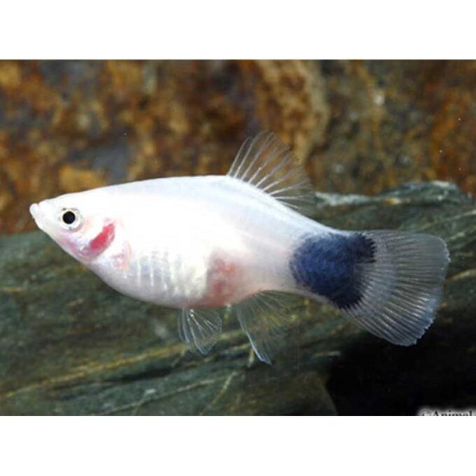 Xiphophorus maculatus white mickey mouse