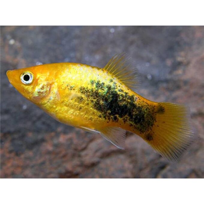 Xiphophorus maculatus yellow tuxedo