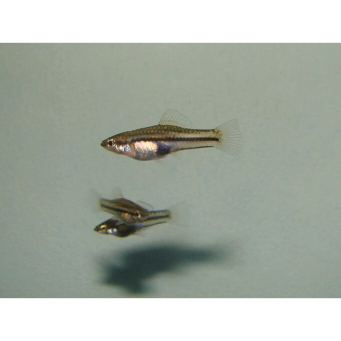 Xiphophorus pygmaeus
