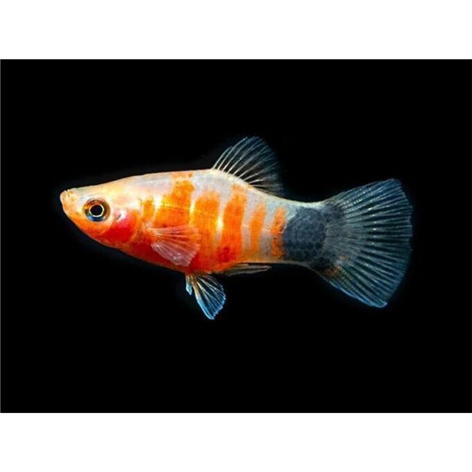 Xiphophorus var tiger