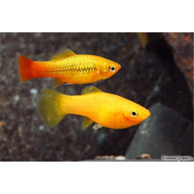Xiphophorus variatus orange gold