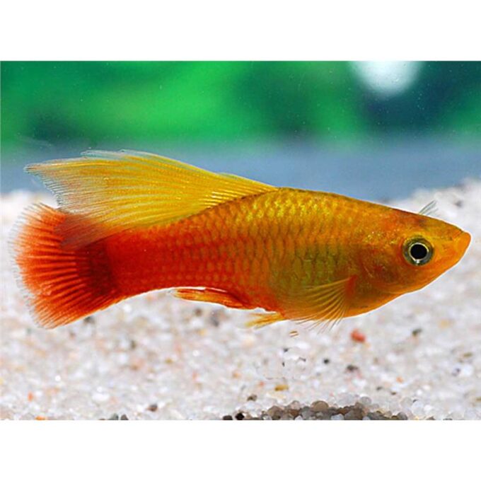 Xiphophorus variatus sunset simpson