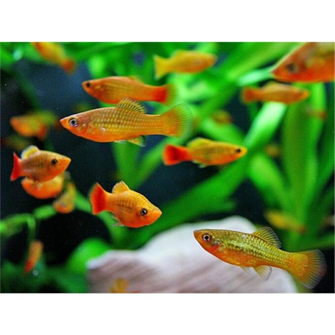 Xiphophorus variatus