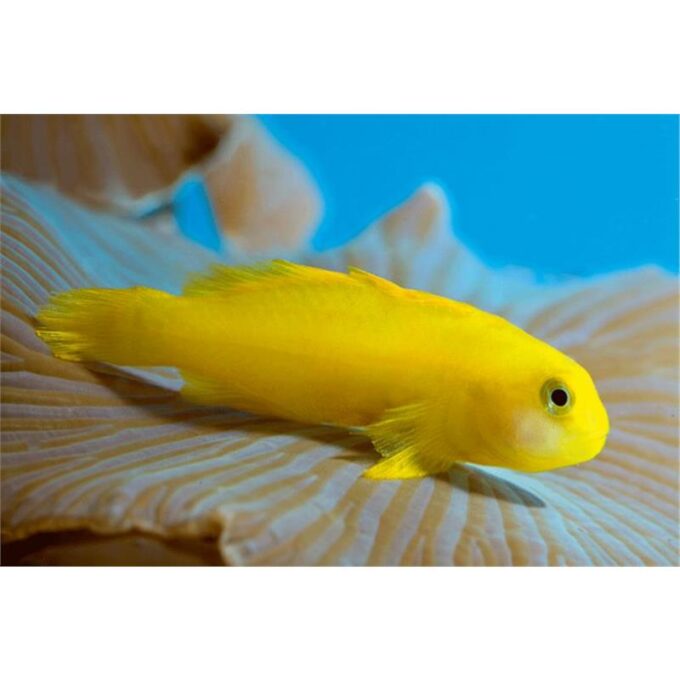 Yellow clown goby (Gobiodon okinawae)