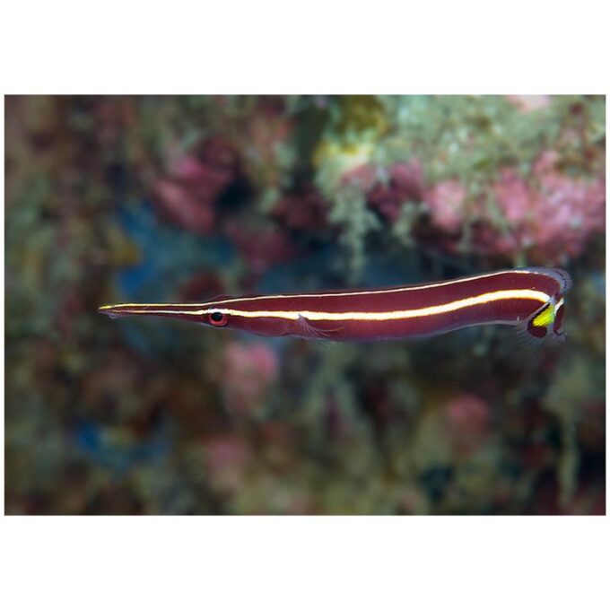 Yellow Stripe Clingfish (Diademichthys lineatus)