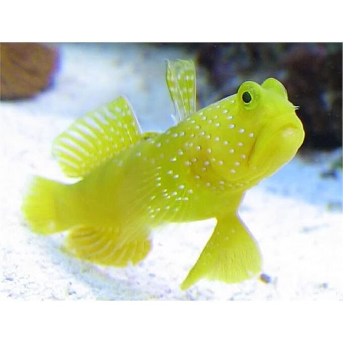 Yellow watchman goby (Cryptocentrus cinctus)