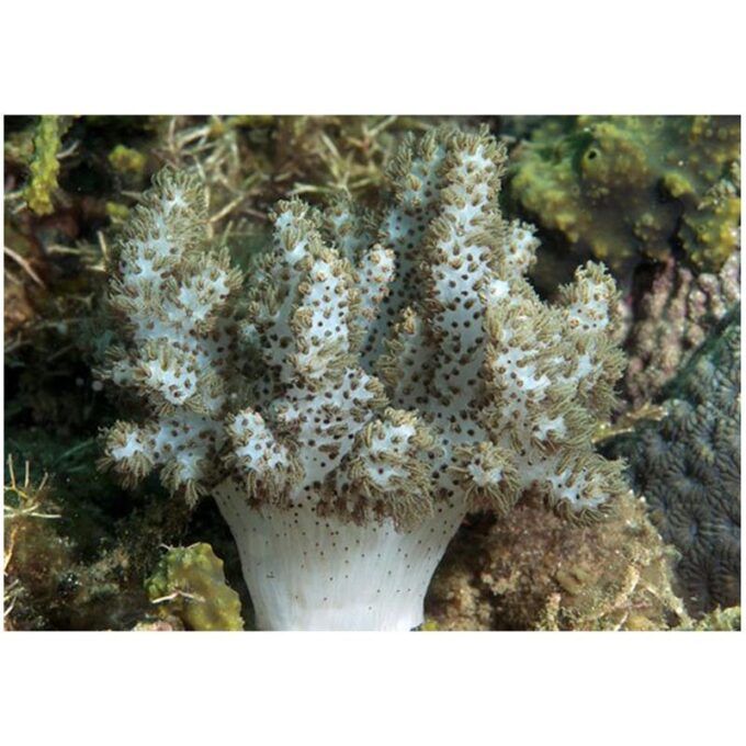 Young soft coral (Cladiella sp.)