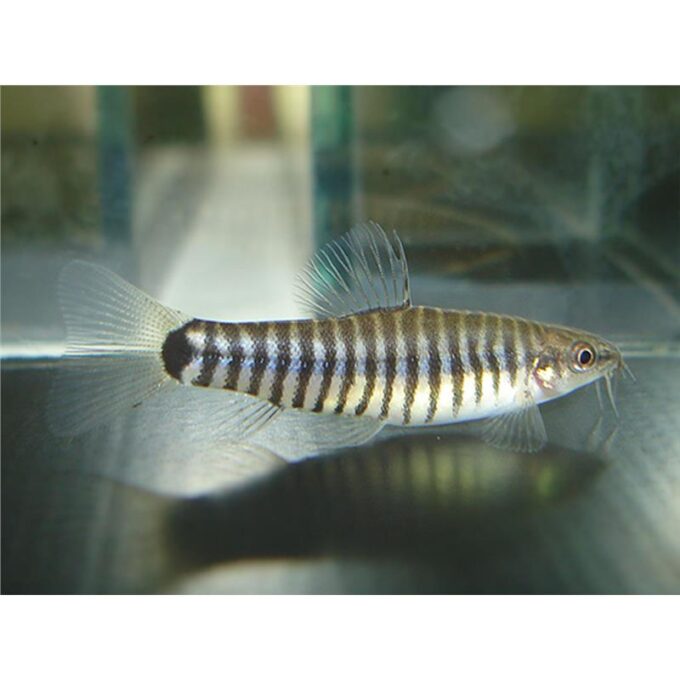 Yunnanilus cruciatus