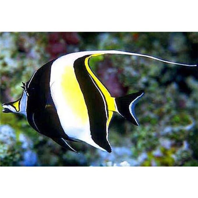 Zanclus cornutus