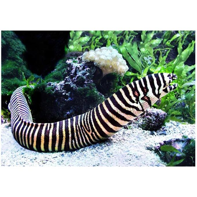 Zebra Murray (Gymnomuraena zebra)