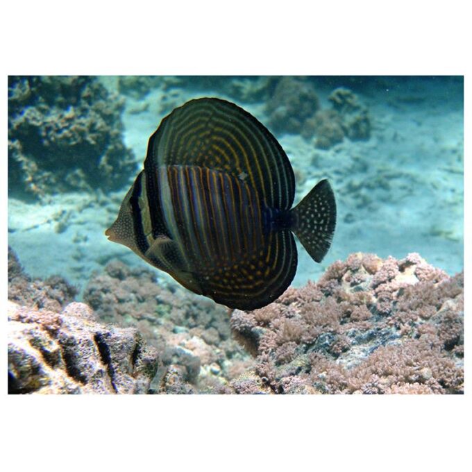 Zebrasoma desjardini