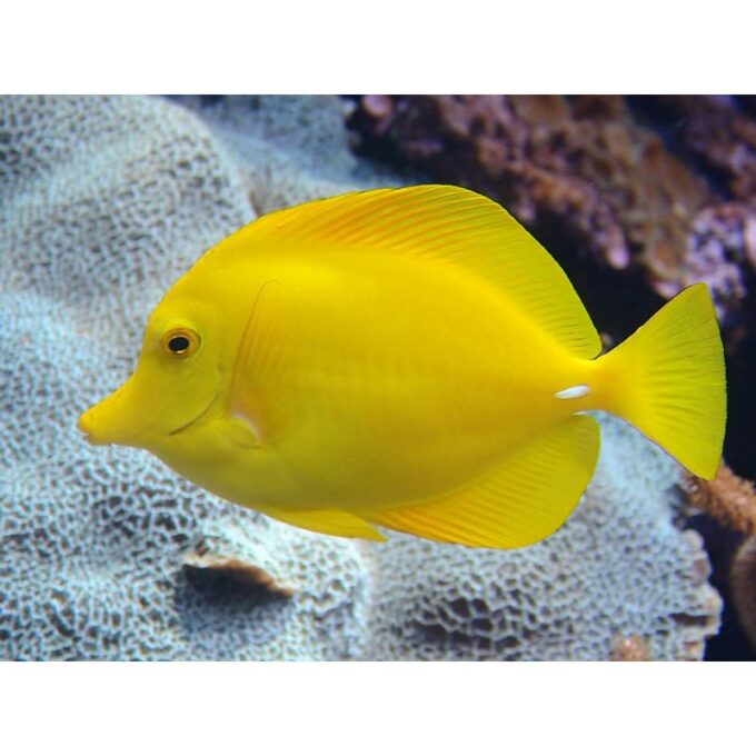 Zebrasoma flavescens