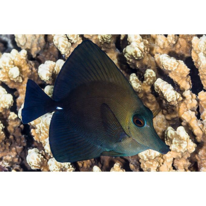 Zebrasoma scopas (Twotone tang)