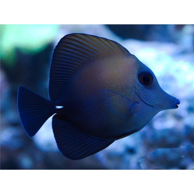 Zebrasoma scopas
