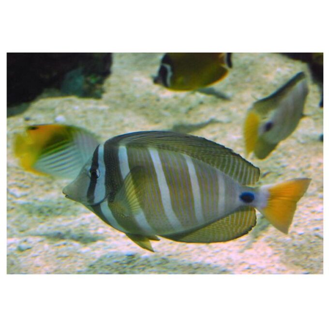 Zebrasoma veliferum (Sailfin tang)