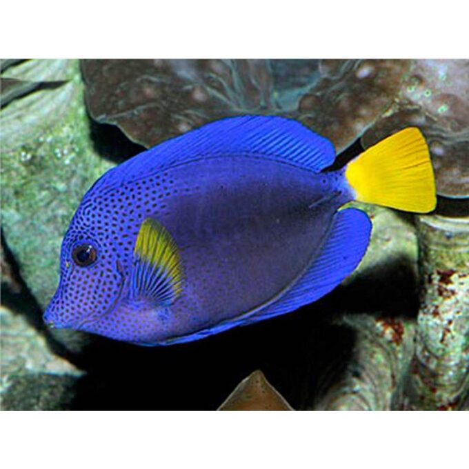 Zebrasoma xanthurum