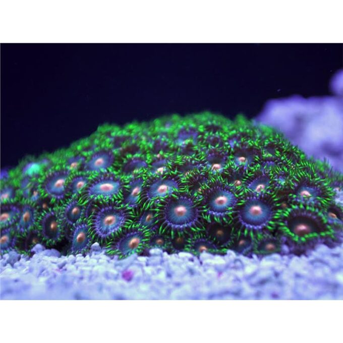 Zoanthus eye of Rah