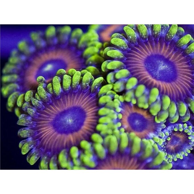 Zoanthus mix color Frag