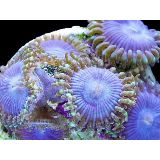Zoanthus smurfette