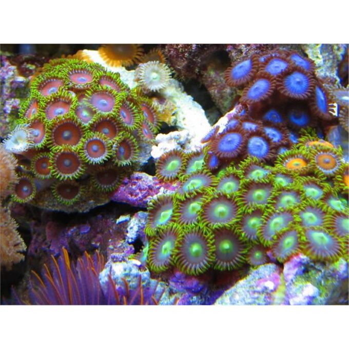 Zoanthus sp. Colored