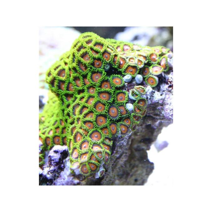 Zoanthus sp. Green