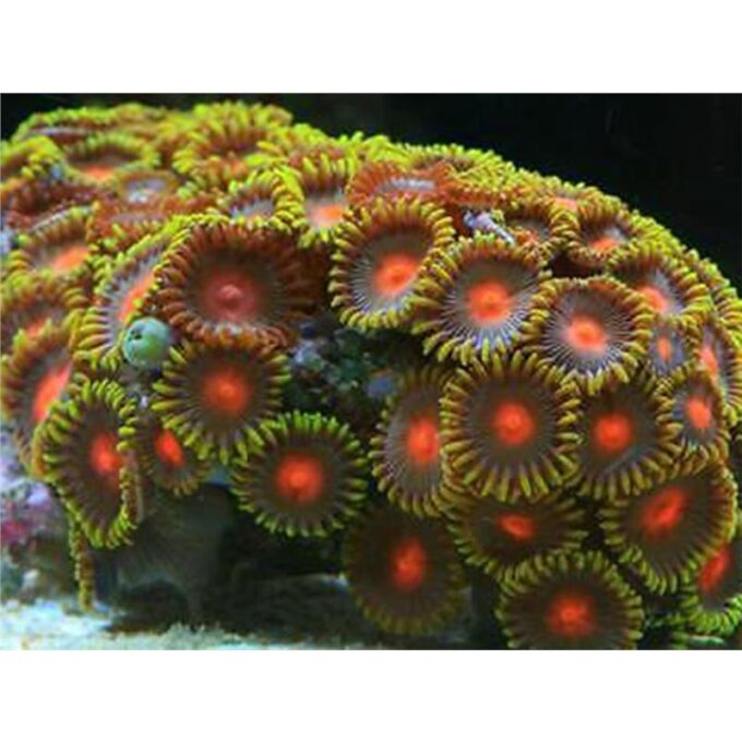 Zoanthus sp.- orange