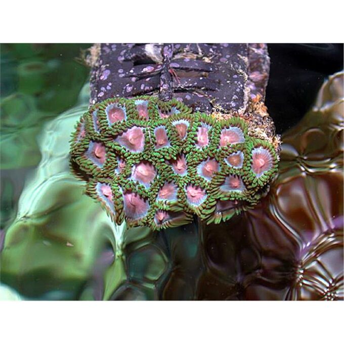Zoanthus sp. Pink
